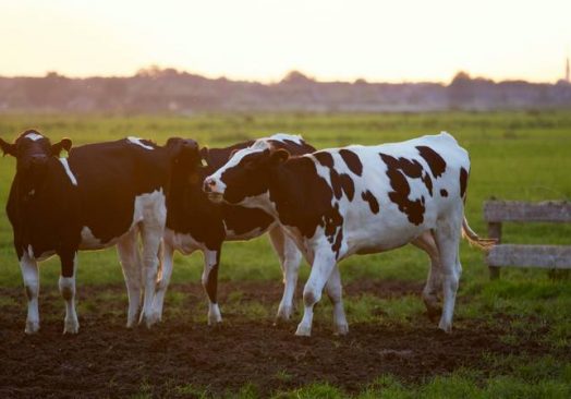 Hayvancılık, Hayvansal Üretim Teknolojileri, Süt ve Yem Endüstrisi Fuarı